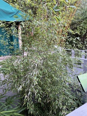Phyllostachys nigra