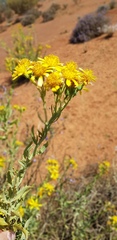 Senecio magnificus