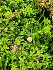 Acaena anserinifolia