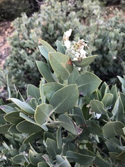 Arctostaphylos glandulosa