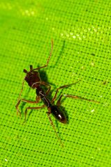 Odontomachus ruginodis