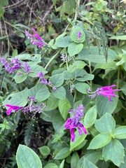 Salvia purpurea
