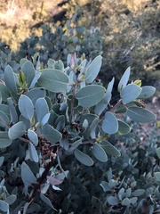 Arctostaphylos glandulosa