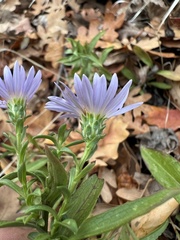 Symphyotrichum ascendens