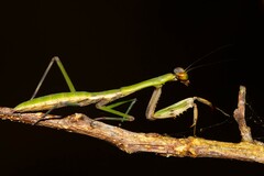 Notomantis brunneriana