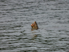 Lontra longicaudis