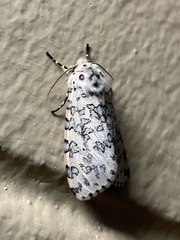 Alpenus