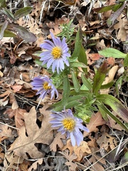 Symphyotrichum ascendens