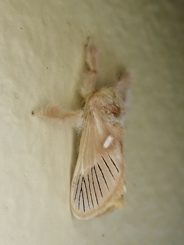 Delorhachis nigrivenosa
