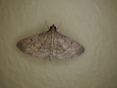 Herpetogramma licarsisalis