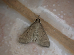 Herpetogramma licarsisalis