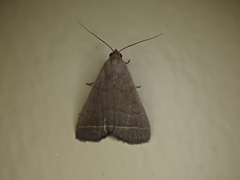 Simplicia extinctalis