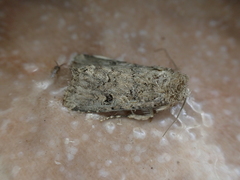 Spodoptera cilium