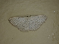 Scopula minorata