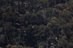 Hieraaetus morphnoides