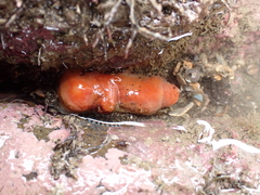 Cnemidocarpa bicornuta