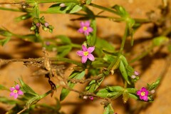 Schenkia spicata