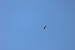 Hieraaetus morphnoides