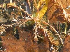 Neogerris hesione