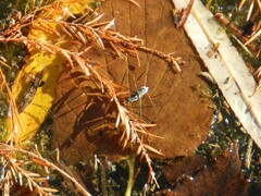 Neogerris hesione