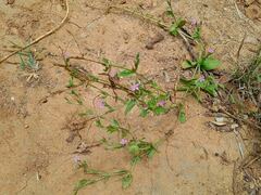 Schenkia spicata