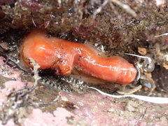Cnemidocarpa bicornuta