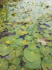 Nymphoides thunbergiana