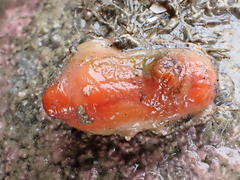 Cnemidocarpa bicornuta