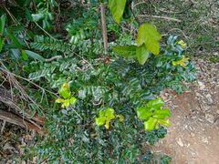 Diospyros pustulata