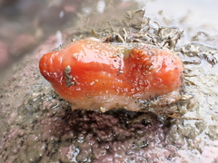 Cnemidocarpa bicornuta