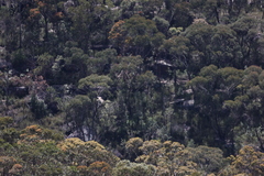 Hieraaetus morphnoides