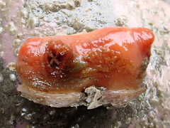 Cnemidocarpa bicornuta