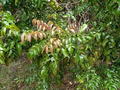 Elattostachys apetala