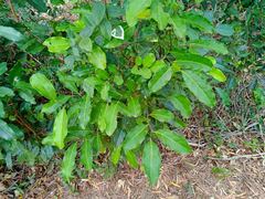 Lepidocupania arcuata