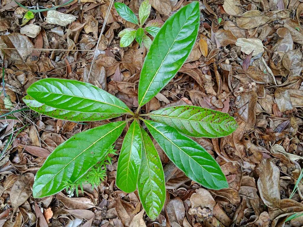 Terminalia novocaledonica
