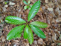 Terminalia novocaledonica