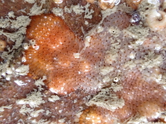 Watersipora subatra