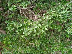 Diospyros pustulata