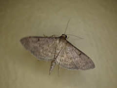 Herpetogramma licarsisalis