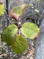 Amelanchier utahensis