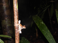 Polypedates colletti