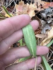 Symphyotrichum ascendens