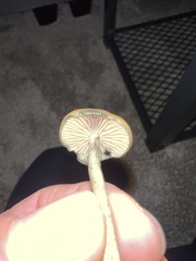 Psilocybe azurescens