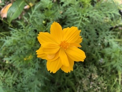 Cosmos sulphureus