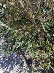 Banksia robur