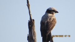 Eurocephalus anguitimens