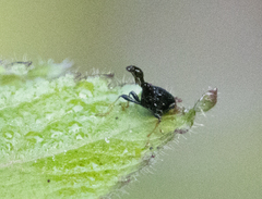 Trachelophorus