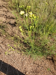 Senecio flaccidus monoensis