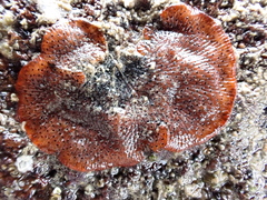 Watersipora subatra