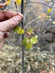 Amelanchier utahensis